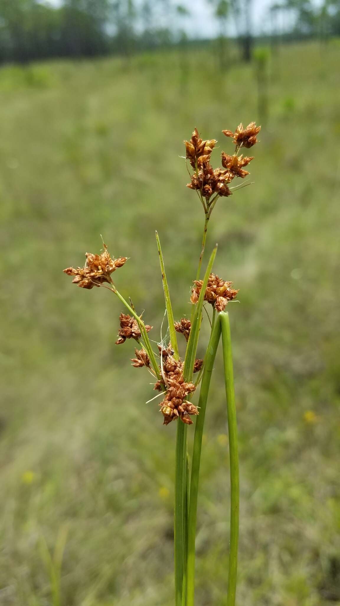 Sivun Rhynchospora compressa J. Carey ex Chapm. kuva