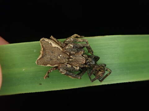 Image of Sidymella angularis (Urquhart 1885)