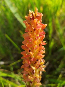 Image of Disa polygonoides Lindl.