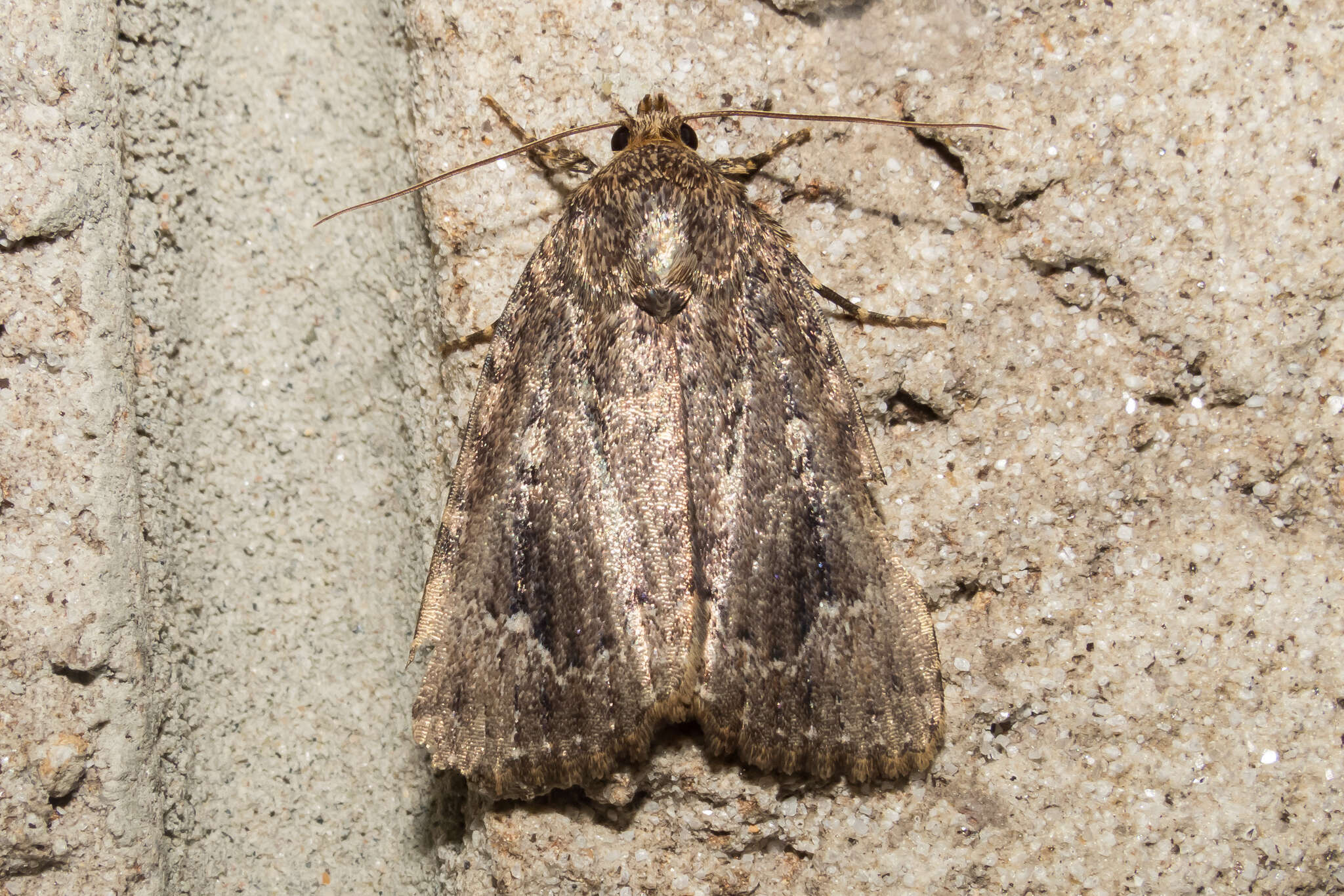 Image of Copper Underwing