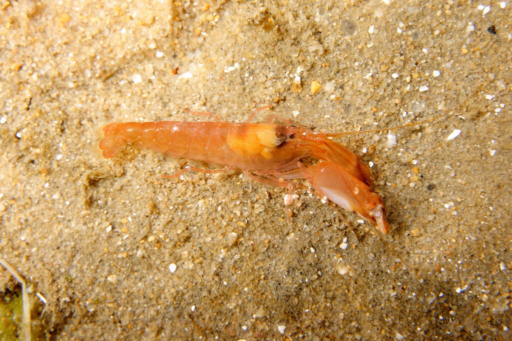 Image of European big-claw snapping prawn