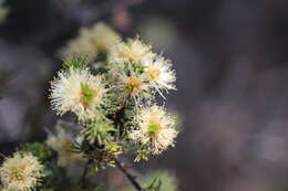 Image of Melaleuca systena L. A. Craven