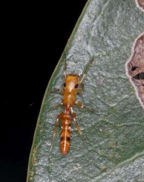 Image of Myrmarachne ichneumon (Simon 1886)