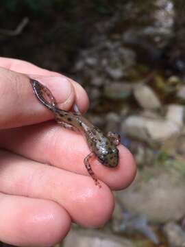 Image of Royal Ghost Frog