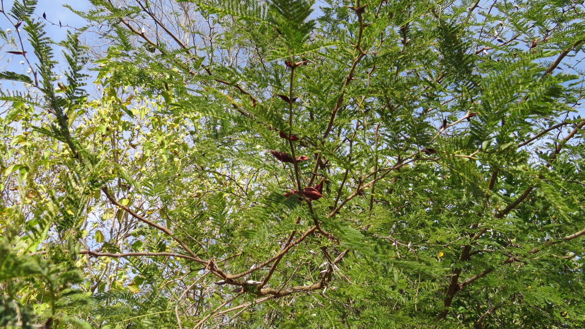 Image of Vachellia campeachiana (Mill.) Seigler & Ebinger