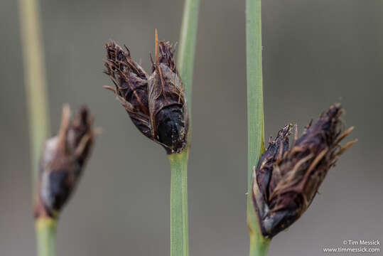 Слика од Schoenoplectus pungens var. longispicatus (Britton) S. G. Sm.