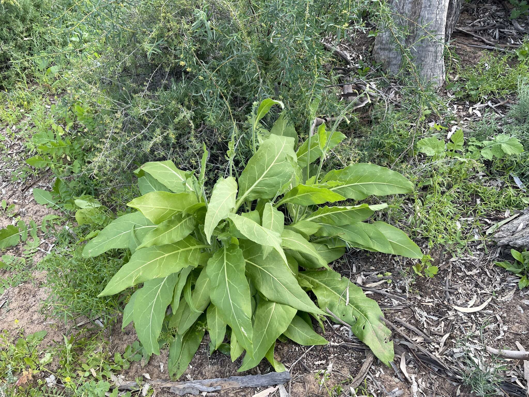 Nicotiana goodspeedii Wheeler的圖片