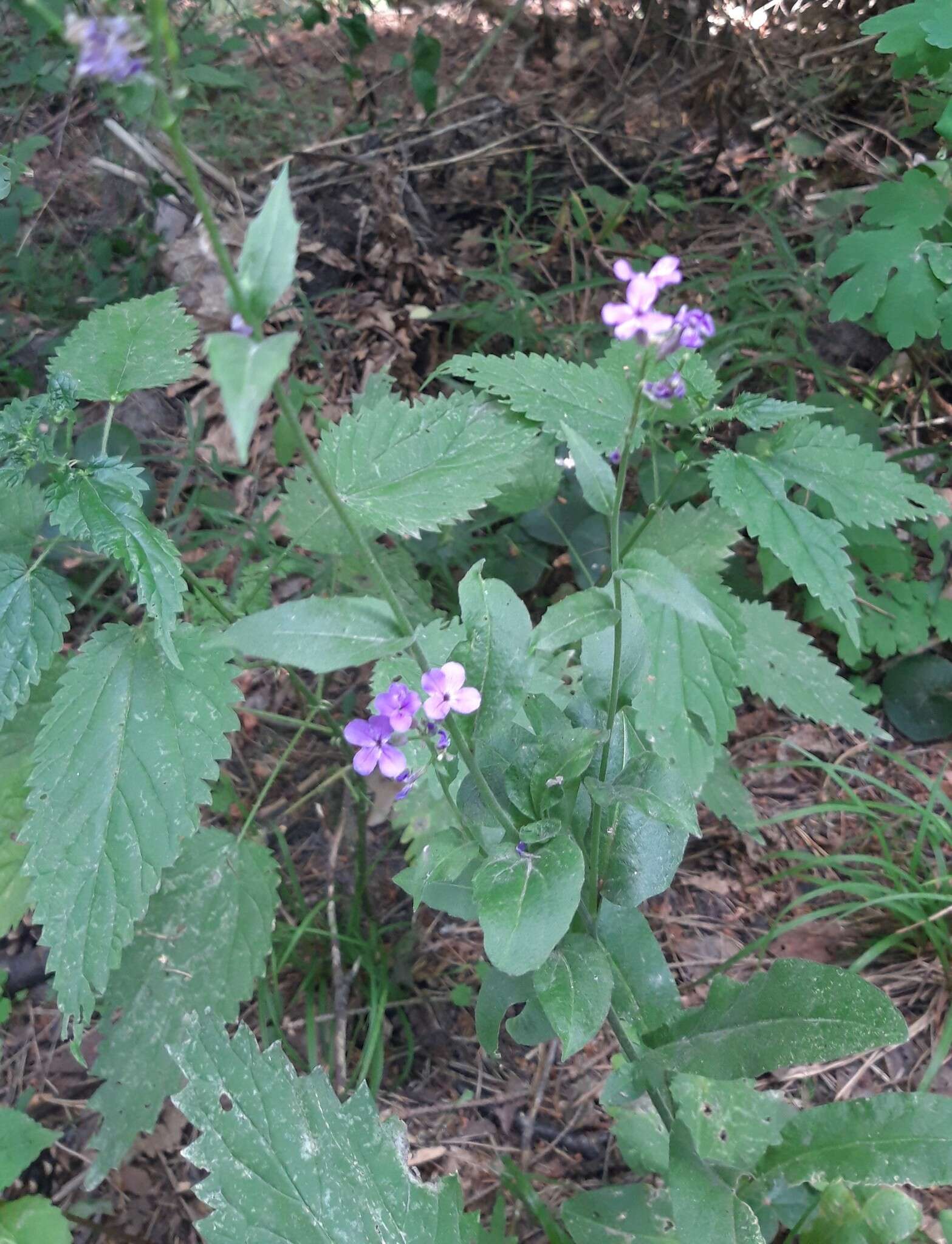 Imagem de Hesperis pycnotricha Borbás