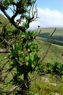 Image of Transvaal mountain sugarbush