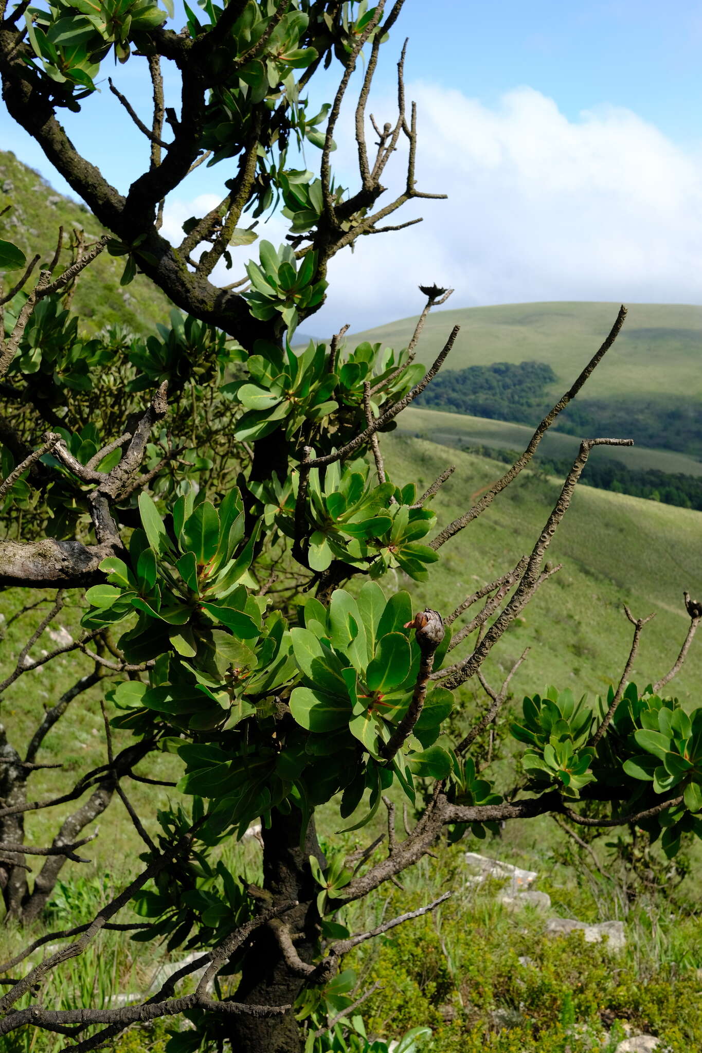 Image of Transvaal mountain sugarbush