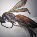 Image of Tachyagetes filicornis (Tournier 1889)