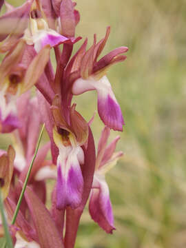 Image of Red Orchid