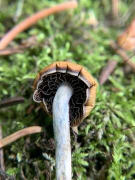 Plancia ëd Psilocybe aztecorum R. Heim 1957