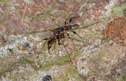 Image of Spruce Shortwing Beetle