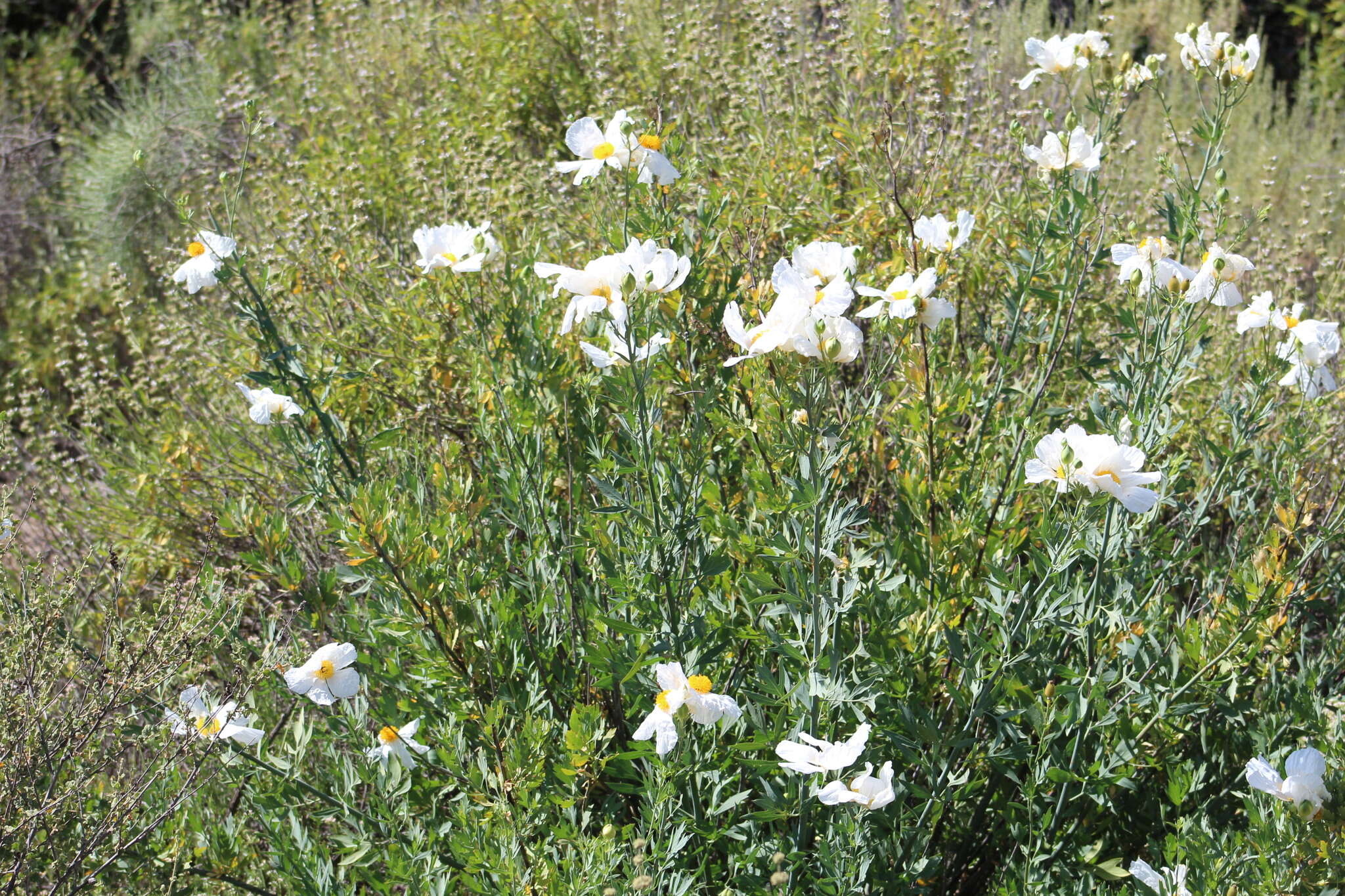 Image of Coulter's Matilija poppy