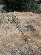 Image of Rhamnus erythroxyloides Hoffmanns.