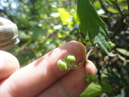 Image of Aconitum stoloniferum Vorosh.