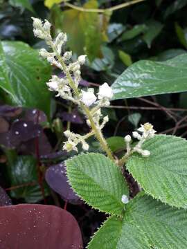 Image of Rubus floribundus Kunth