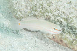 Image of Crosshatch goby