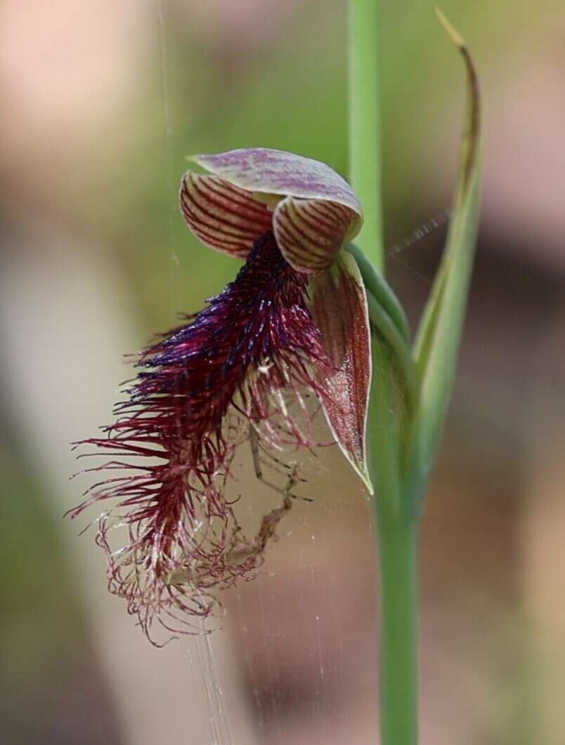 Imagem de Calochilus gracillimus Rupp