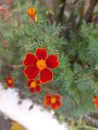 Tagetes erecta L. resmi