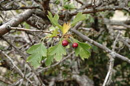 Image of Crataegus karadaghensis Pojark.