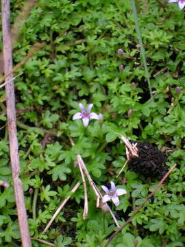 Sivun Lobelia muscoides Cham. kuva