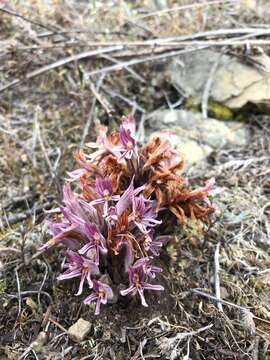 Image of California broomrape