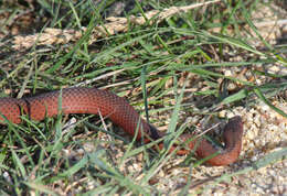 Image of White-lipped snake