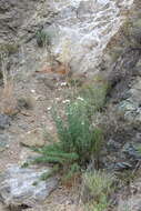 Image of Coulter's Matilija poppy