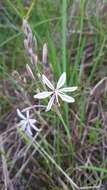 Image of Trachyandra filiformis (Aiton) Oberm.