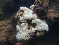 Image of caribbean sea mat