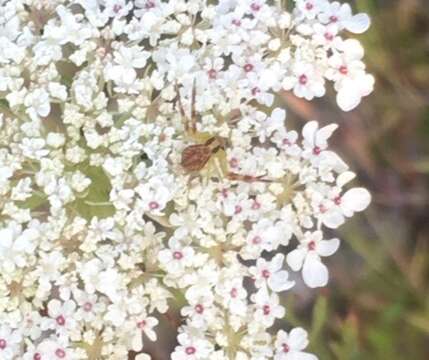 Image of Northern Crab Spider