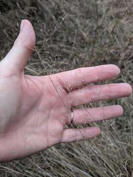 Muhlenbergia involuta Swallen resmi