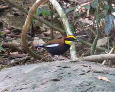 Image of Malayan Banded Pitta