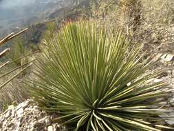 Agave striata Zucc. resmi