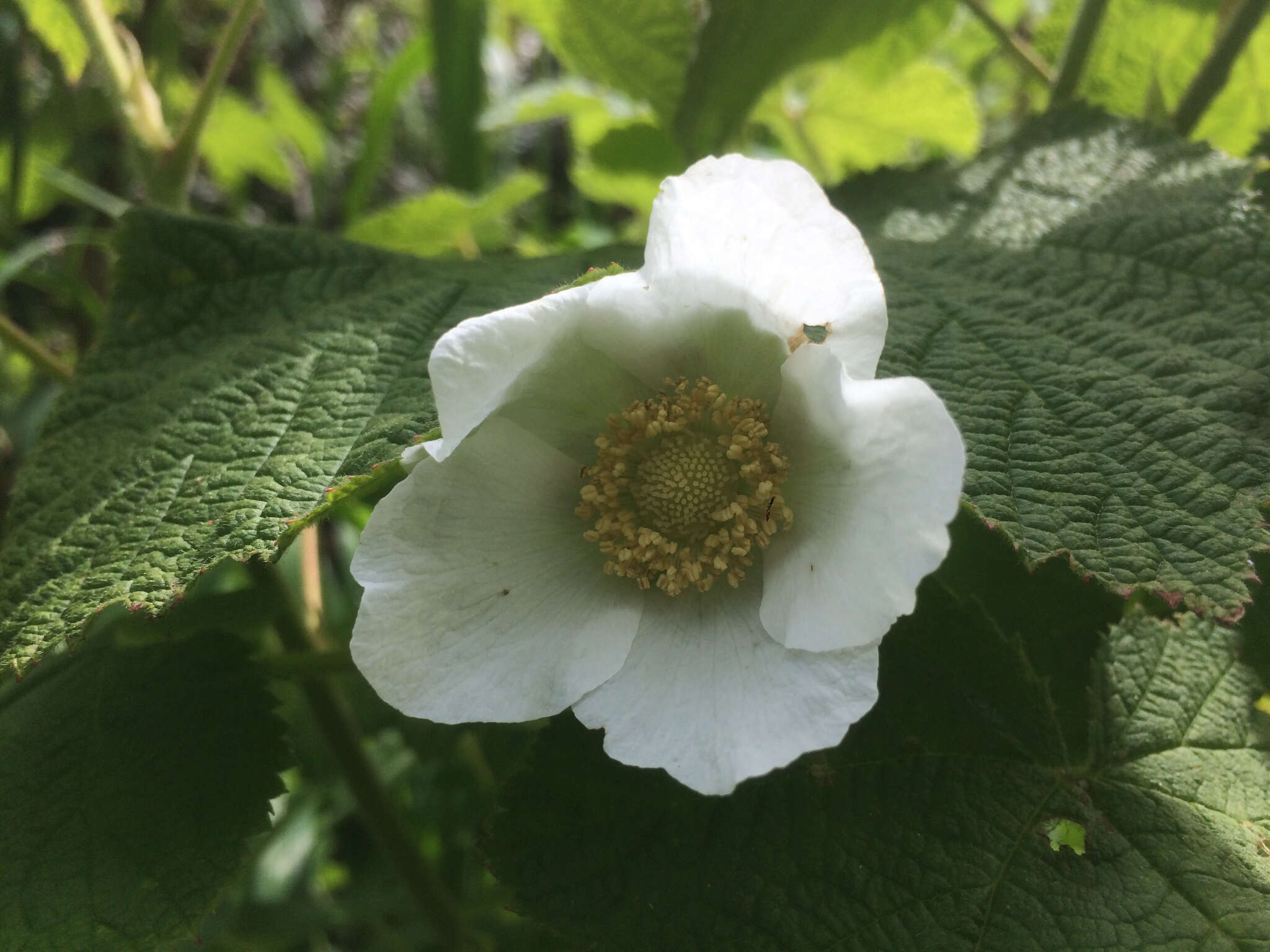 Image of Sticky Woodbeauty