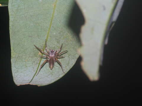 صورة Clubiona hystrix Berland 1938