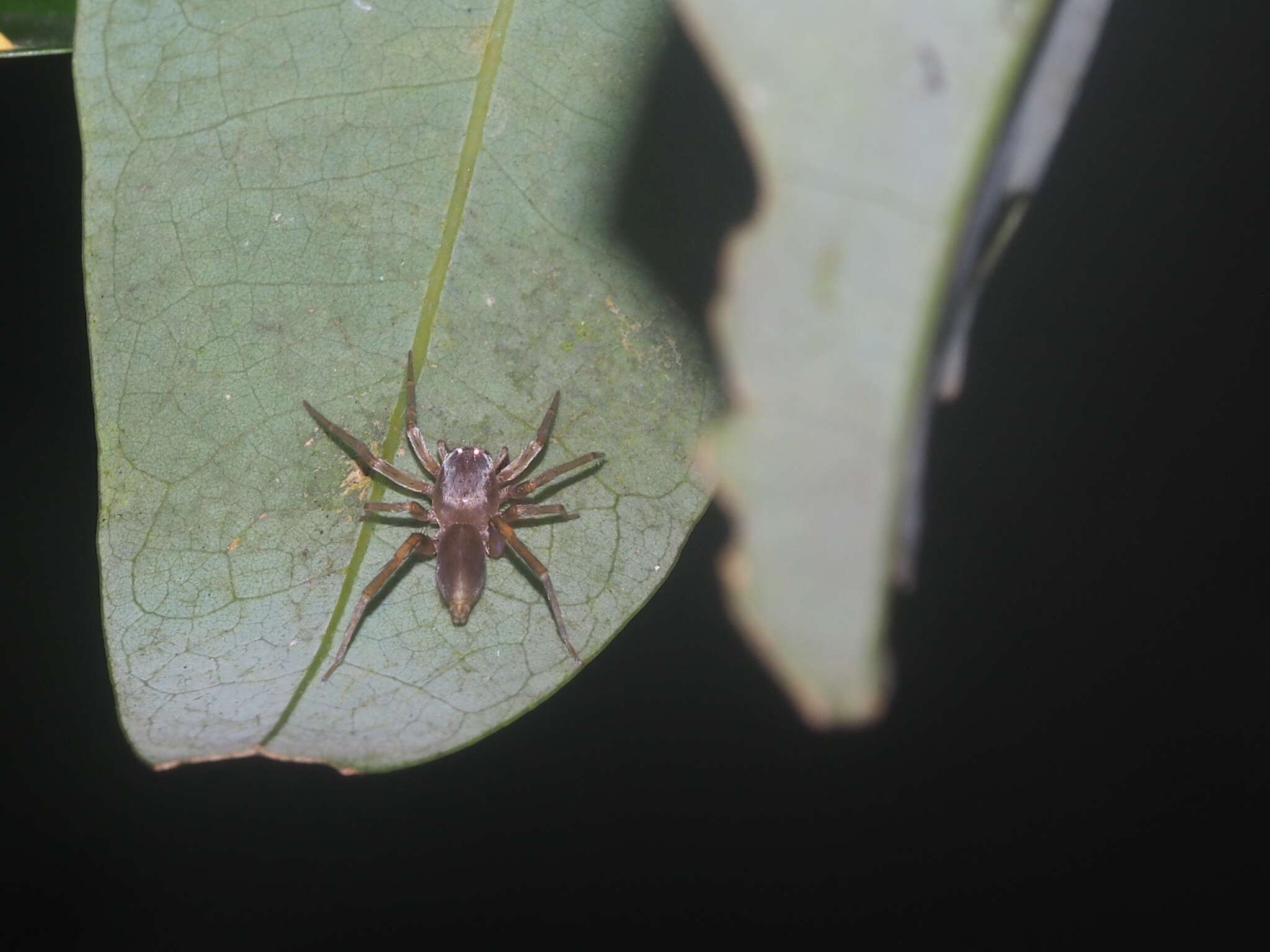 Image of Clubiona hystrix Berland 1938