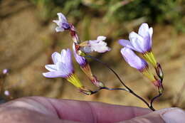 Image of Ixia contorta Goldblatt & J. C. Manning