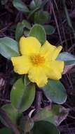 Image of Hibbertia scandens (Willd.) Gilg