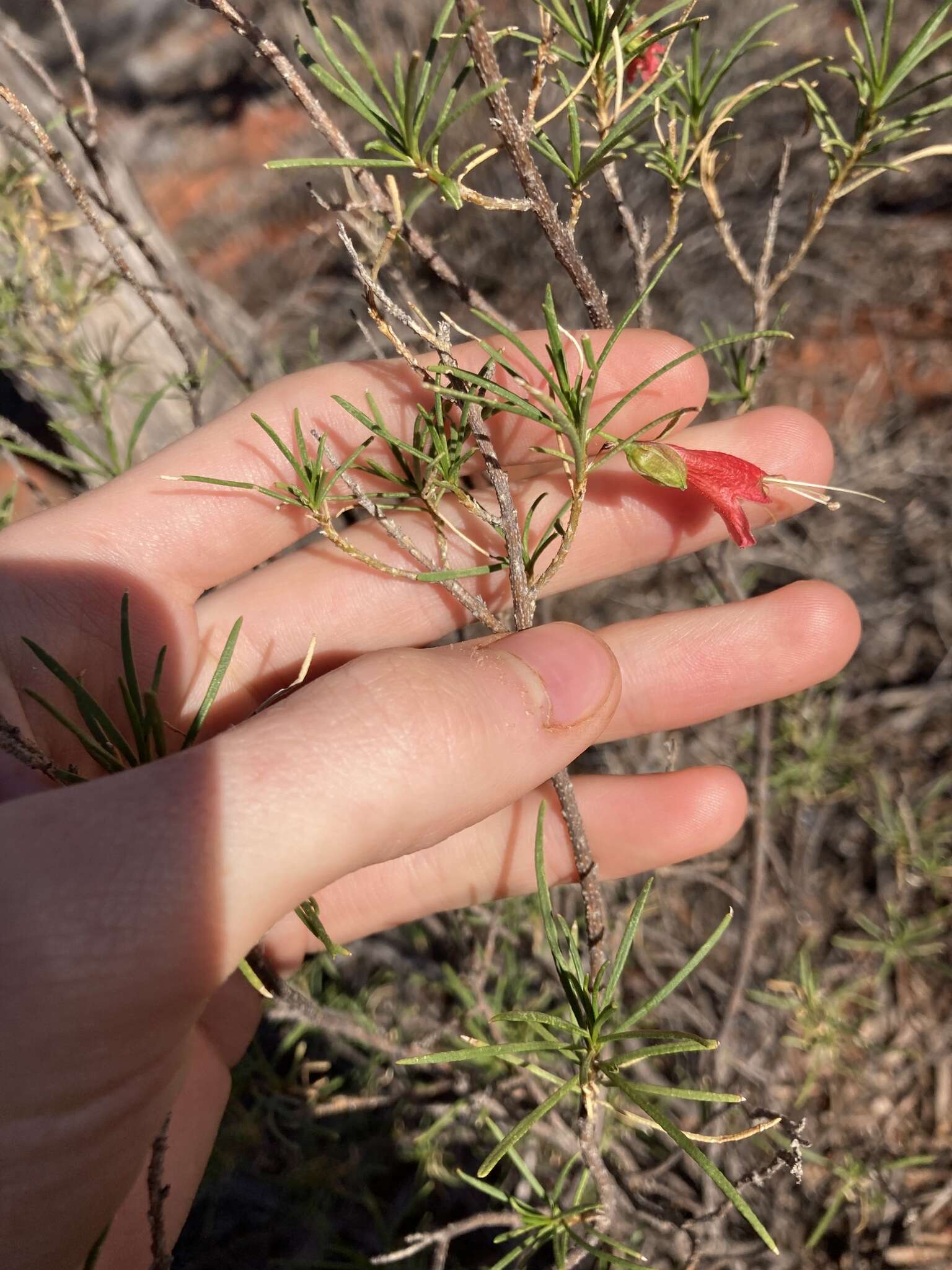 Image of Eremophila latrobei subsp. glabra (L. S. Smith) R. J. Chinnock