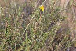 Image de Osteospermum leptolobum (Harv.) T. Norl.