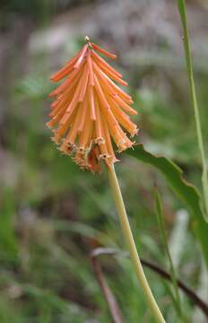 Image de Kniphofia triangularis Kunth