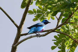 Image of Turquoise Cotinga