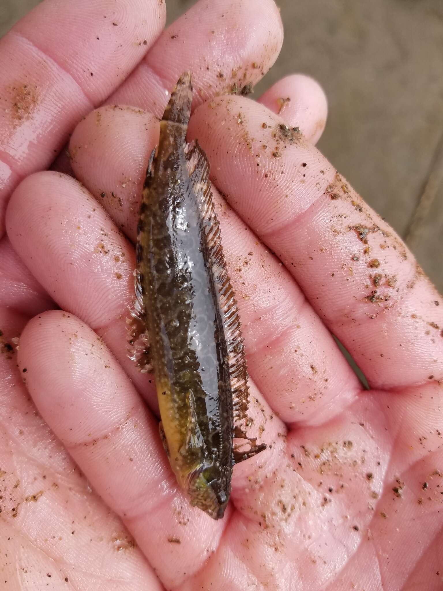 Image of Striped Kelpfish