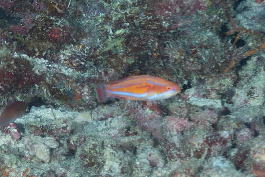 Image of Redtail flasherwrasse