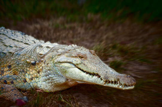 Image of Orinoco Crocodile