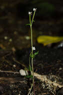 Image of Disperis tripetaloides (Thouars) Lindl.