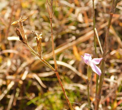 Image of Dianthus bicolor Adams